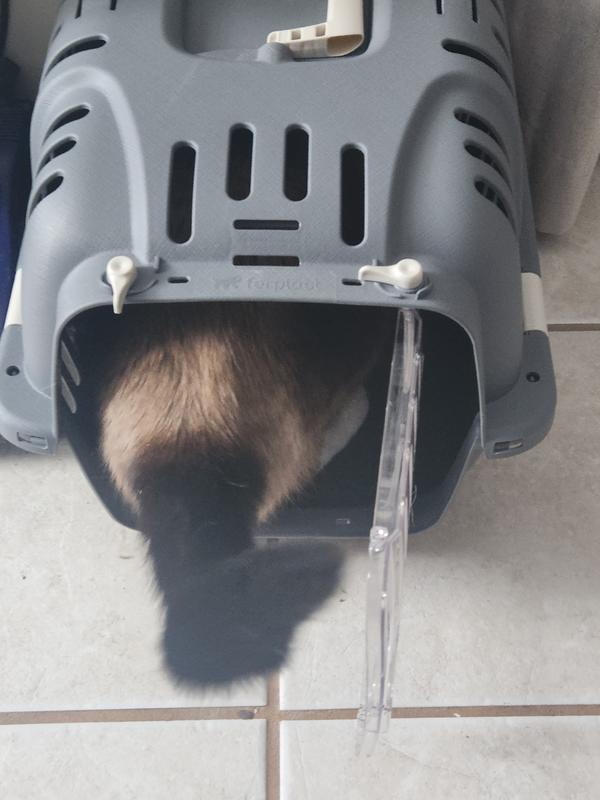Placing a few treats in the top back holes will allow your cat to get comfortable as well