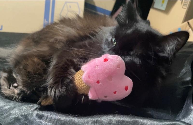 Artemis enjoying her new strawberry ice cream cone!