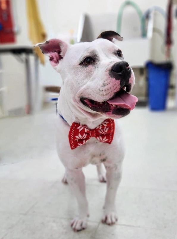 He’s an awesome rescue dog