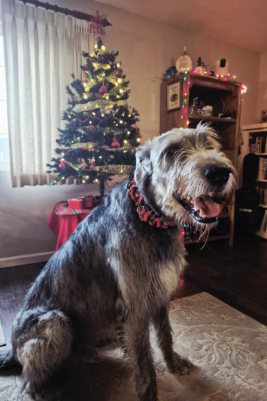 Our Irish Wolfhound Ezy showing off his jingle bell collar