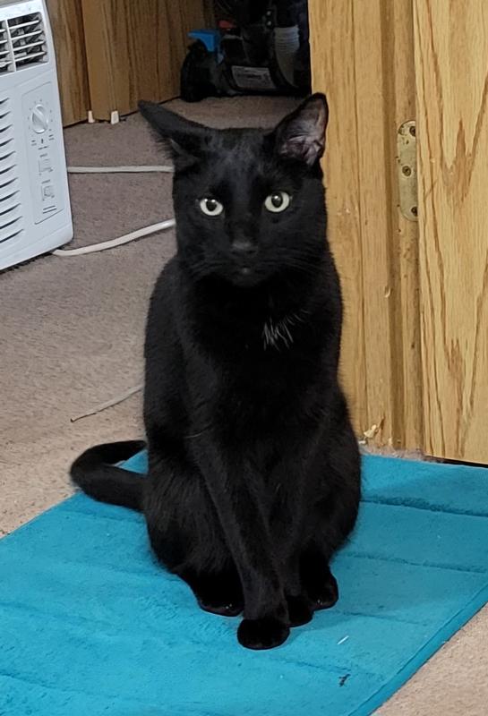 Jiji looks so handsome after the waterless shampoo