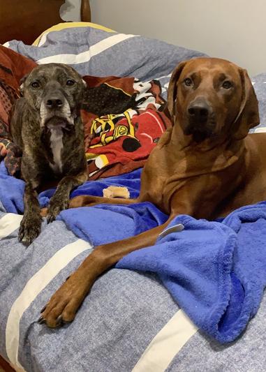 My Welactin Dogs