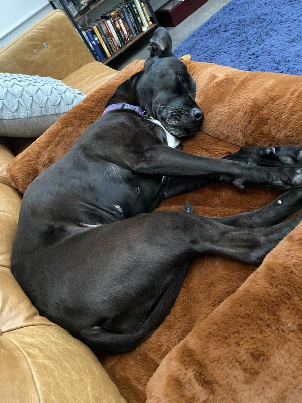 Dog napping on couch cover bed.