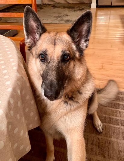 Our rescue fur baby - 10 years old Dakota