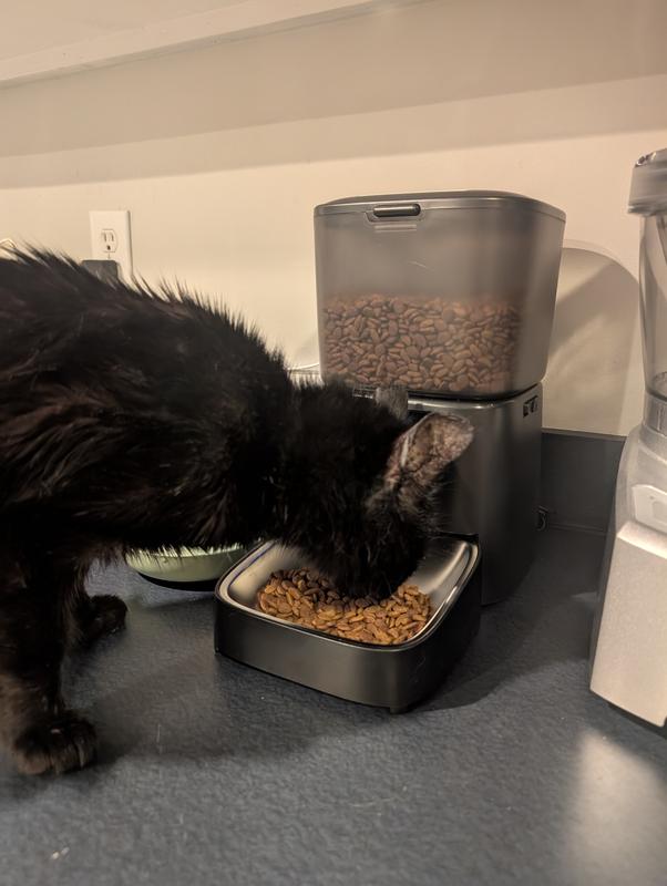 Mr Leo took to the feeder right away. Wasn't even scared of the sound of the kibble being dispensed (it is kind of loud).