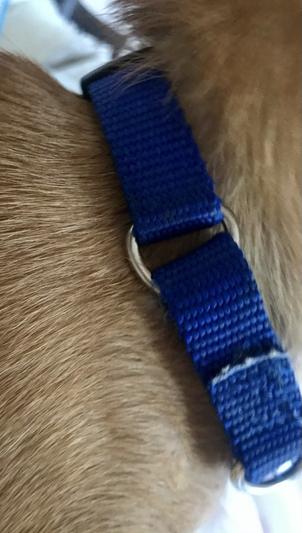 MENDOTA PRODUCTS Small Snap Solid Rope Dog Leash, Hunter Green,