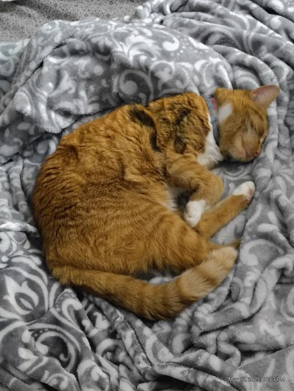 Sleeping comfortably.