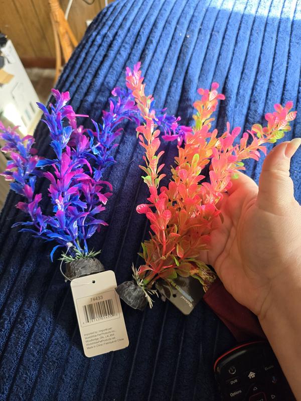 NOT A 10 PACK ITS 1 PLANT !!!!