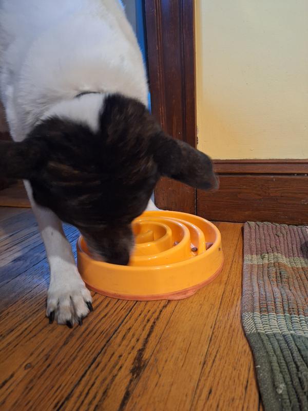 The slow feeder is doing its best