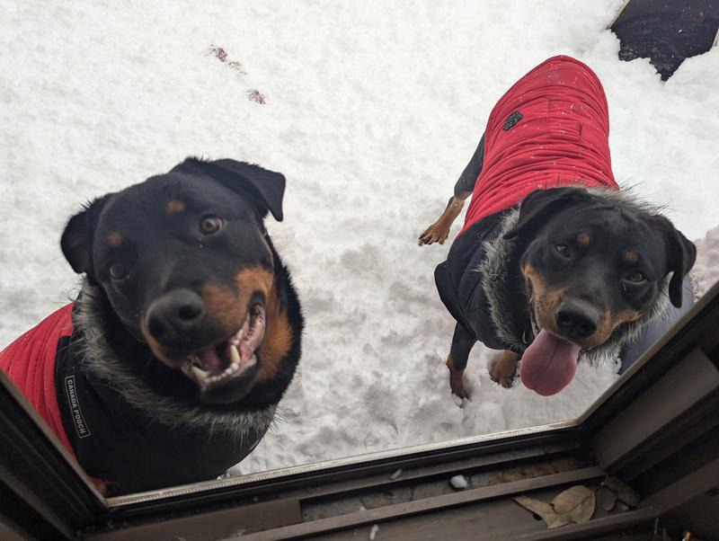 Warm, happy pups on a cold, snowy day!