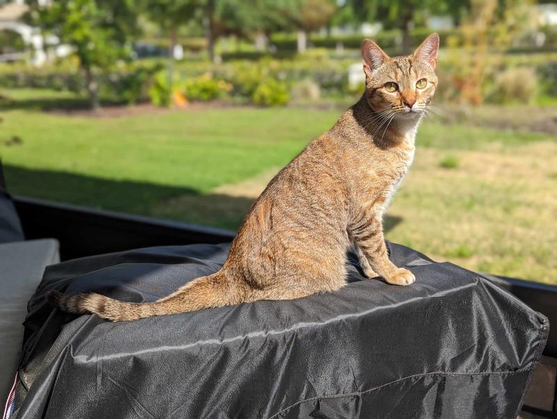 Cassiopeia in all her beauty