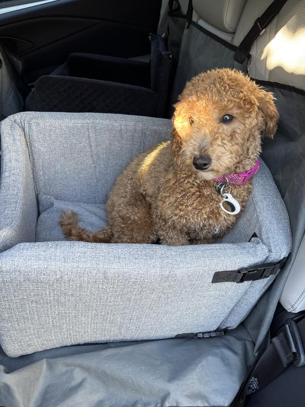 15 pound dog sitting in bed from side