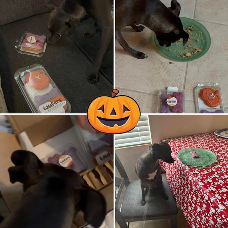 Puppy Halloween Cookies Wufers Spooked Jack-o-Lantern