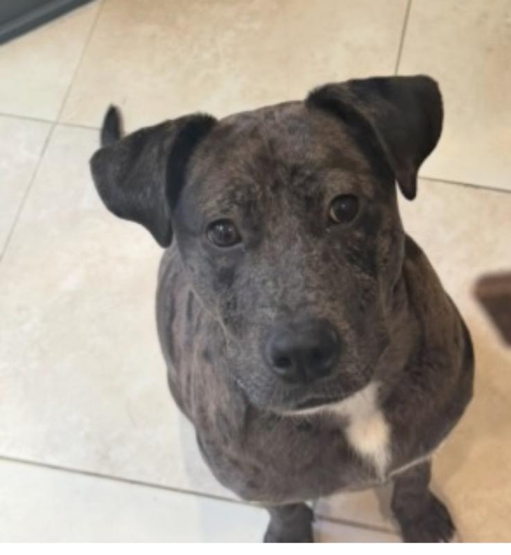 Waiting patiently for my nugget!