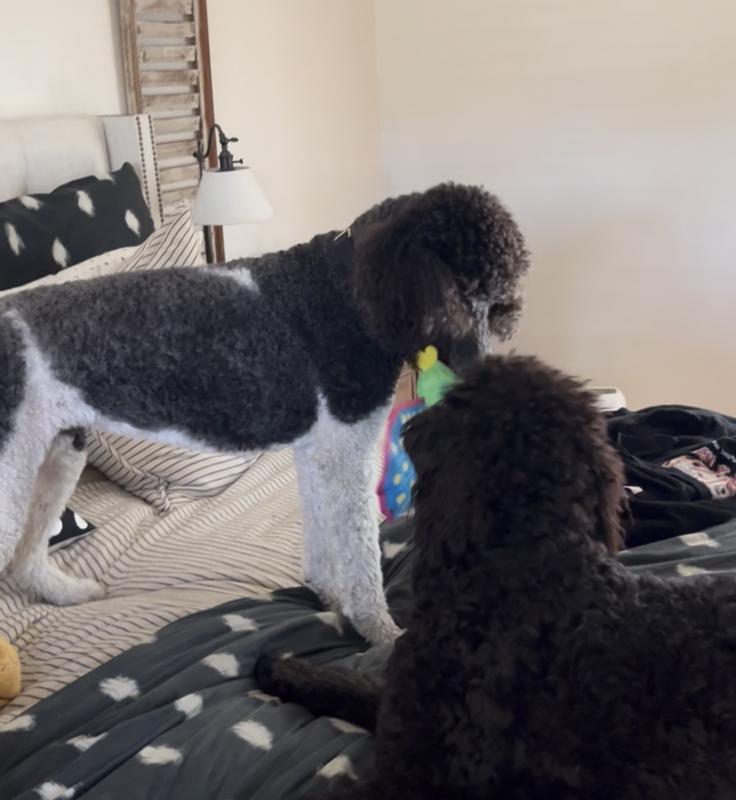 We love our new toy!