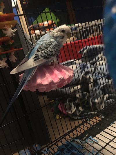 Blueberry on her new perch!