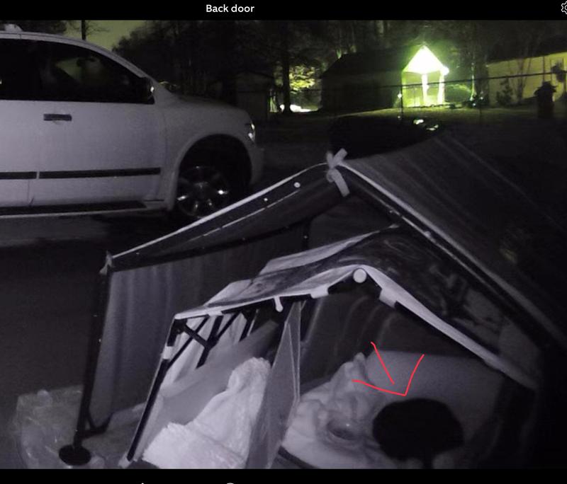 Cleo keeping out of the elements