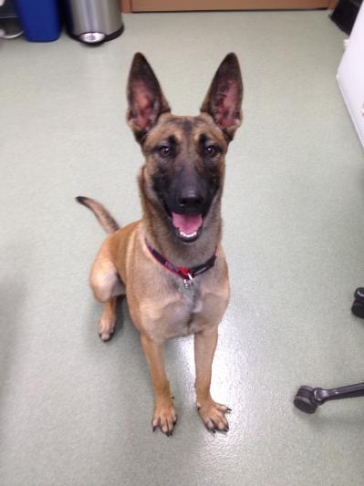 Former MWD, Kkonnie V515, the "Toy Terminator"