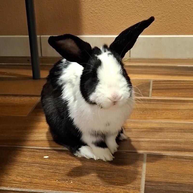 Its nice to have a clean litter box using Back-2-Nature!