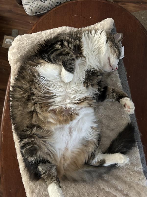 Happy cats with treats