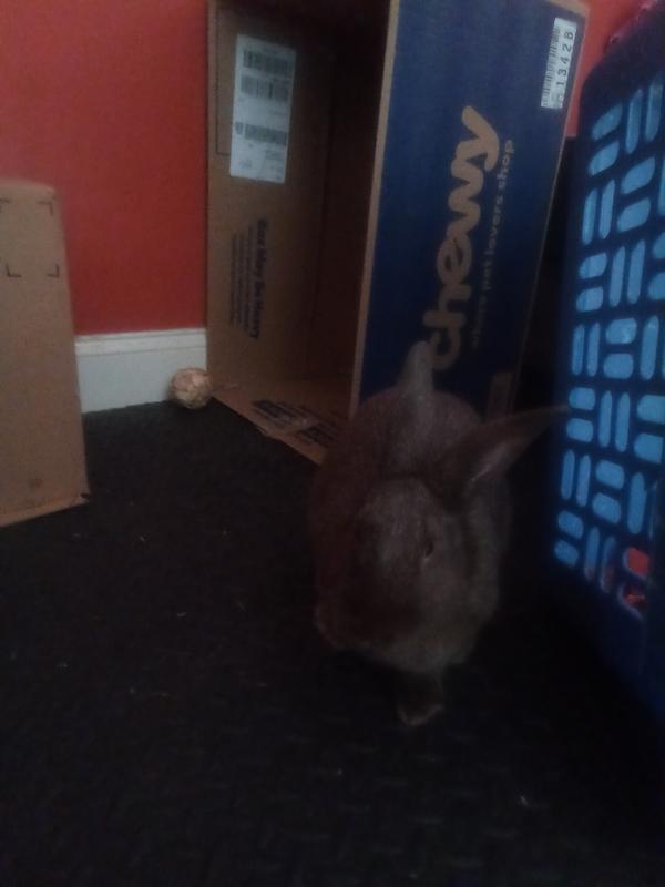 He also loves the chewy boxes!!!