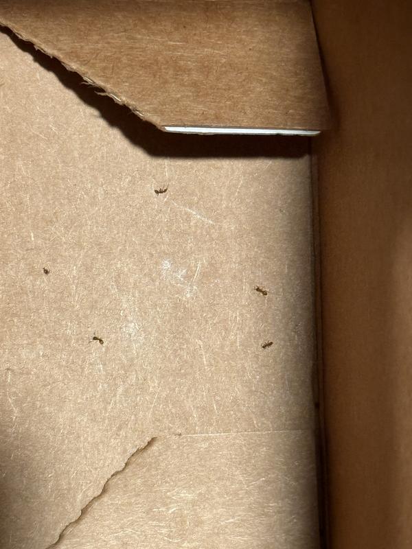 Dead ants in the bottom of package