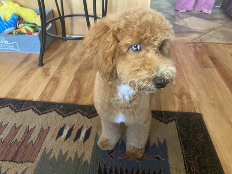 Elwood’s stink eye!