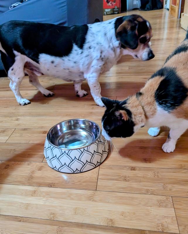 The cat has claimed this bowl as her own.