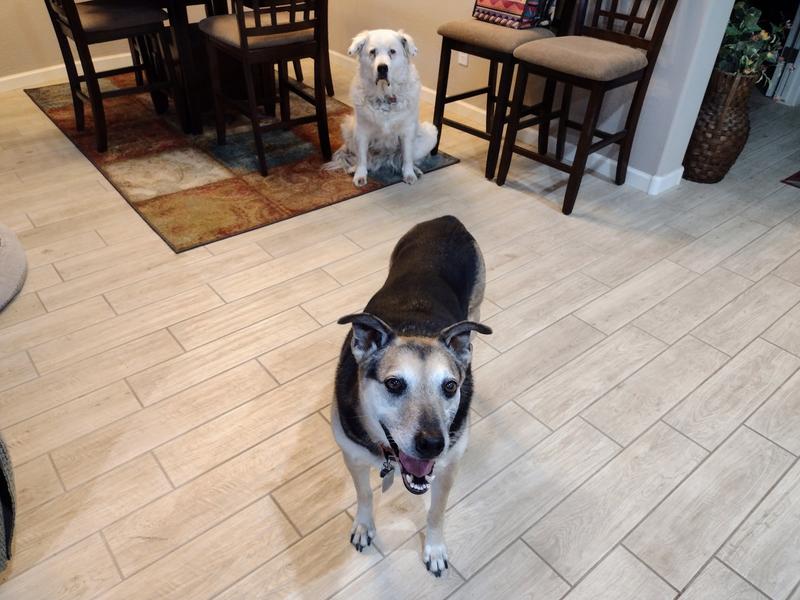 Sheldon & Josie