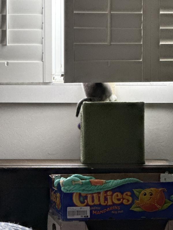 On top of a cedar chest makes a nice booster up to the window for a good view.