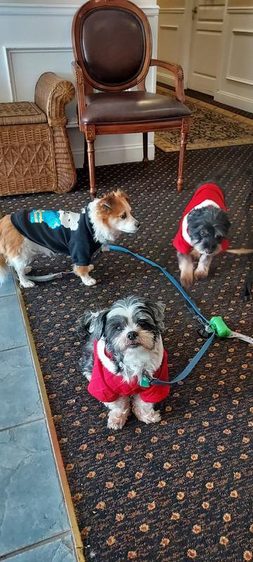 All dressed in Frisco!