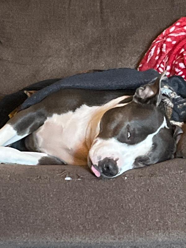 My Lucy-girl, knocked out from playing so hard