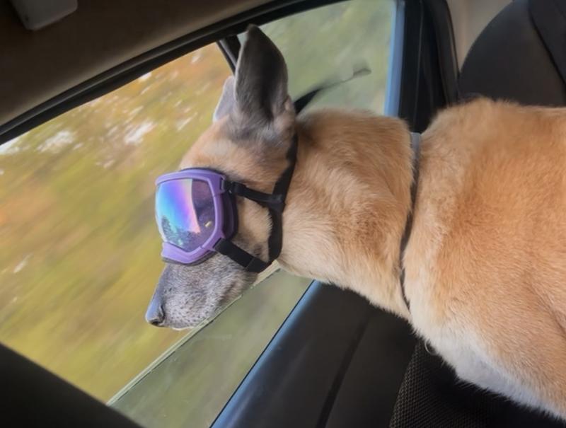 REX SPECS V2 Dog Goggles, Coyote, Large - Chewy.com