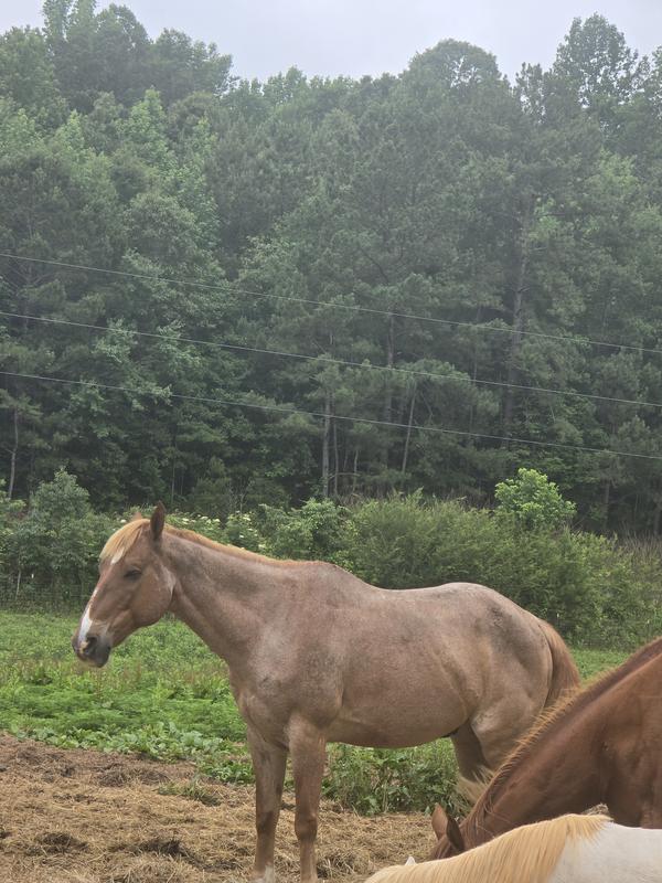 Grand daughters horse 22 yrs old shows every weekend in speed classes and ranch rail pleasure he wins all the time! Supplement helps no cribbing