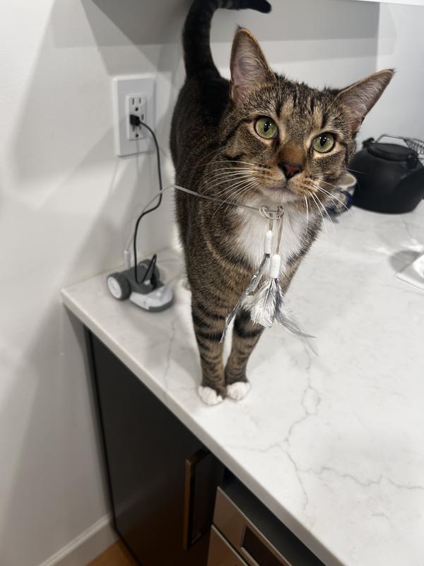 Tiger waits patiently for his mousey toy to finish charging.
