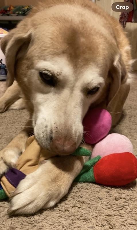 Loving Her Valentine Day Flowers 🌹