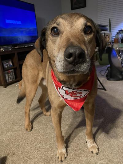 Zubaz x Pets First NFL Atlanta Falcons Reversible Bandana for Dogs & Cats