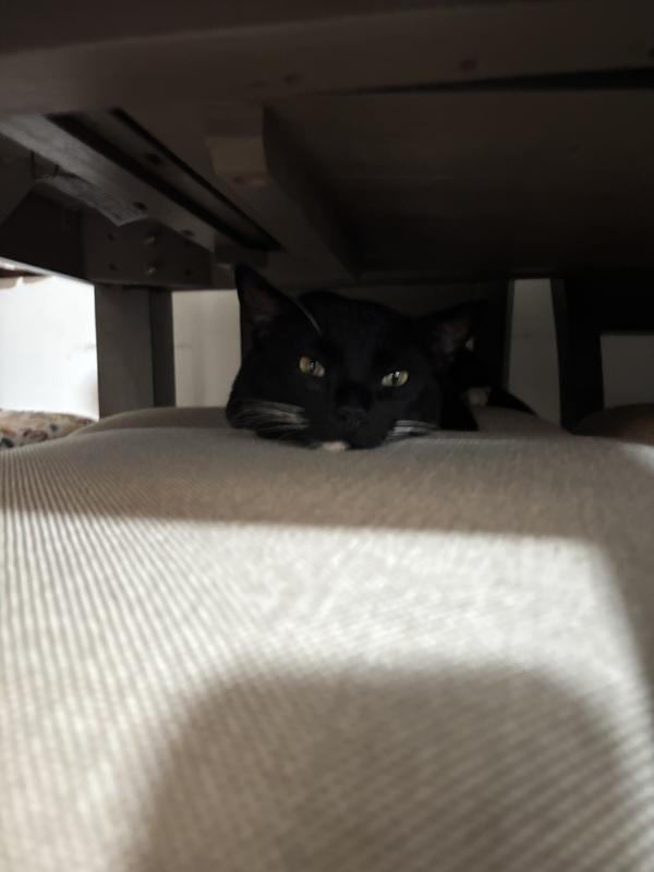 Not him with litter but who doesn’t like unsolicited cat pics?