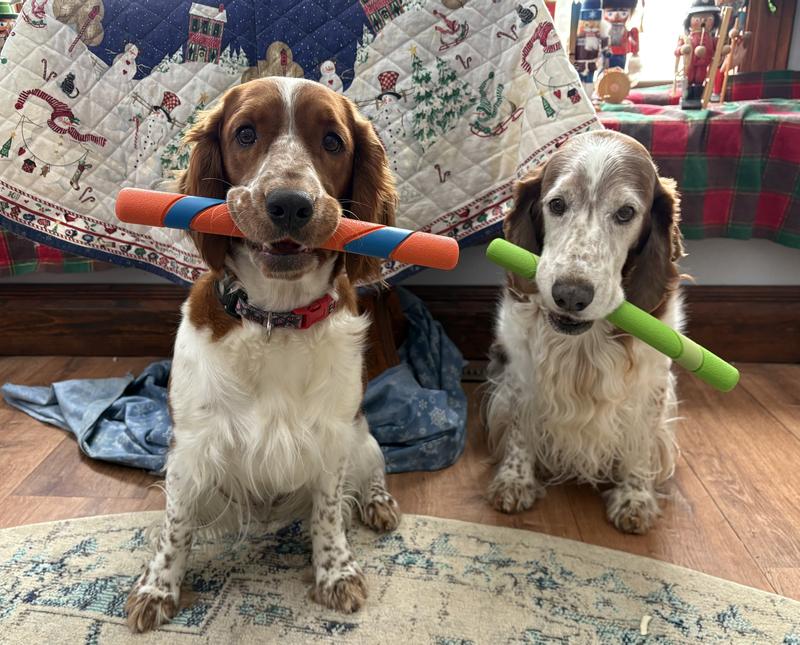 We want to go out & fetch!