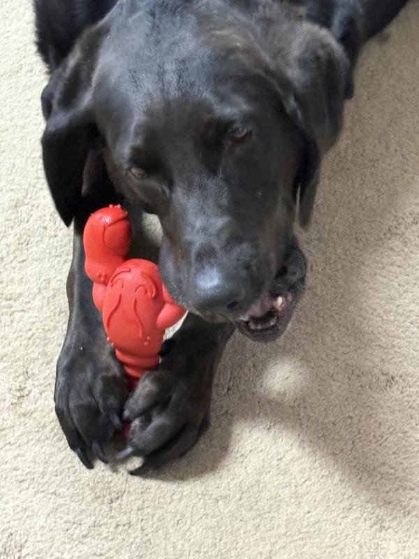 Great for Extreme Chewers