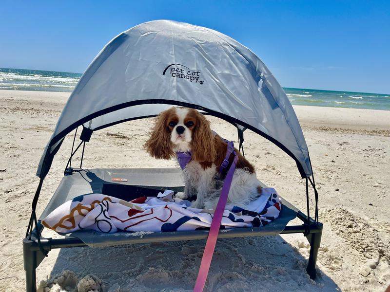 Dog best sale beach canopy