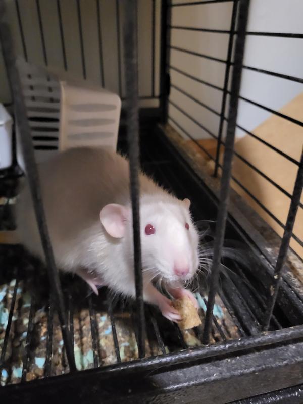 FIELD+FOREST BY KAYTEE Rat Food, 2lb bag