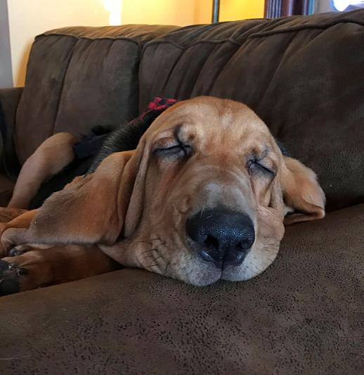 This is 'Watson' ... our tender, big hearted giant.