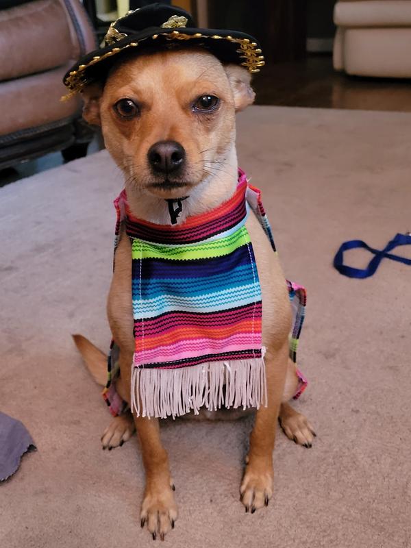 Dog Sombrero Hat Pet Serape Poncho Costume Multicolor Funny Dog