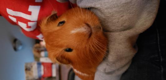 Ryit (pronounced Riot) the piggy
