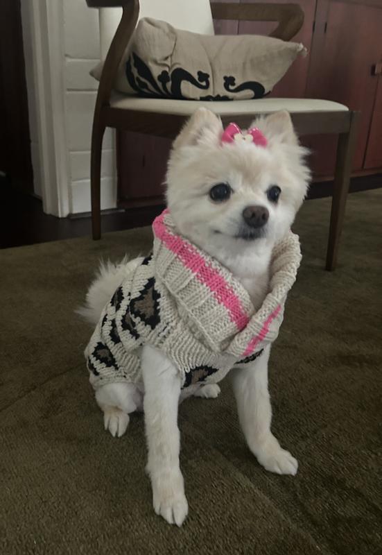 Daphne Doodlebug all snug