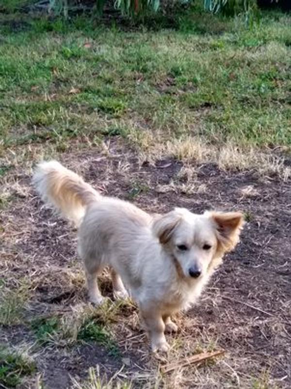 Rosie.... Turning 2 in one week!