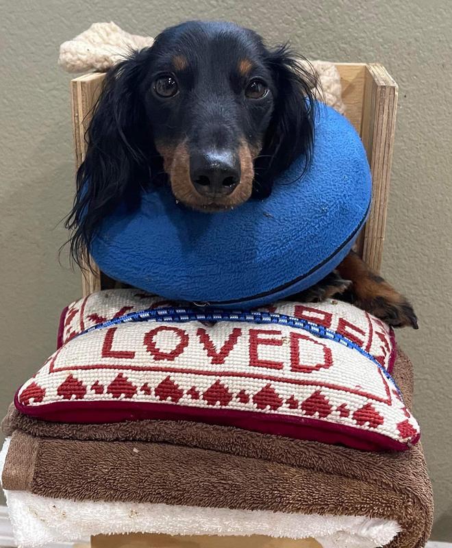 ZIGNATURE Duck Limited Ingredient Formula Canned Dog Food, 13oz, case