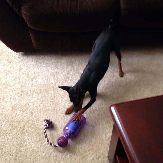 Loving my Busy Buddy Tug-A-Jug Dog Toy