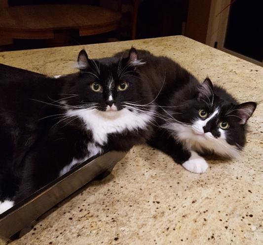 Tico and Taco
